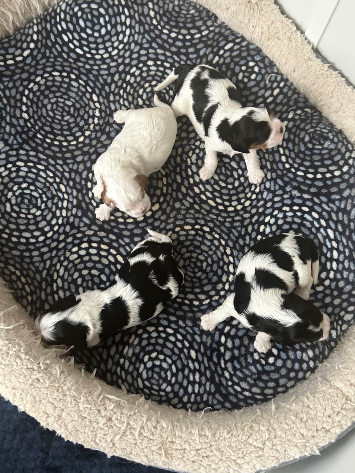 Cavalier King Charles Spaniel Puppies breeder image 1