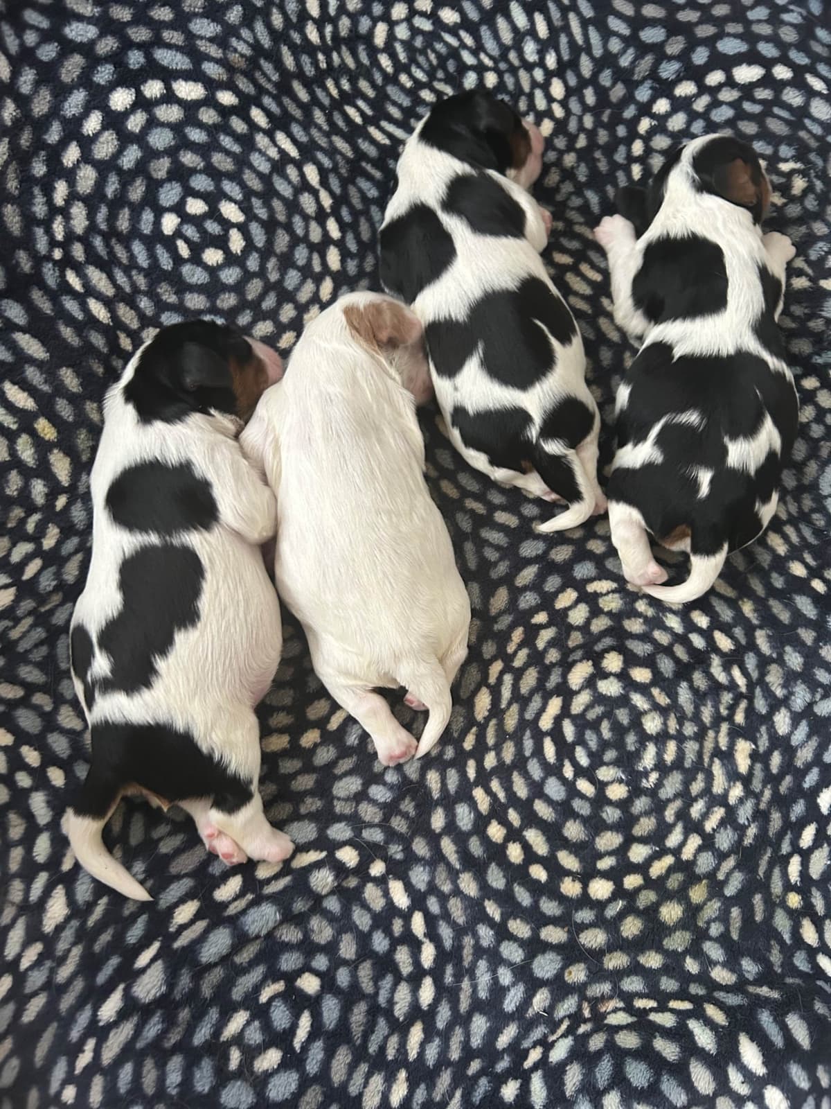Cavalier King Charles Spaniel Puppies breeder image 2