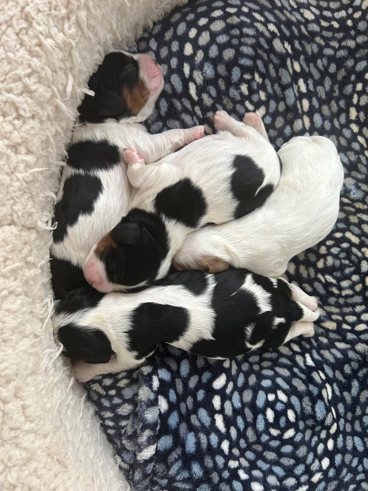 Cavalier King Charles Spaniel Puppies breeder image 3