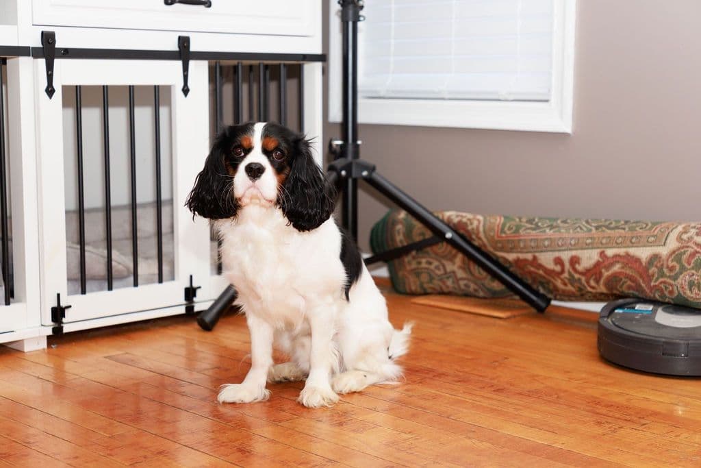 Cavalier King Charles Spaniel Puppies breeder image 4