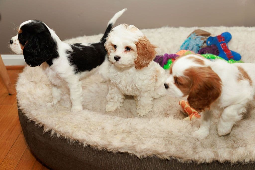 Cavalier King Charles Spaniel Puppies breeder image 5