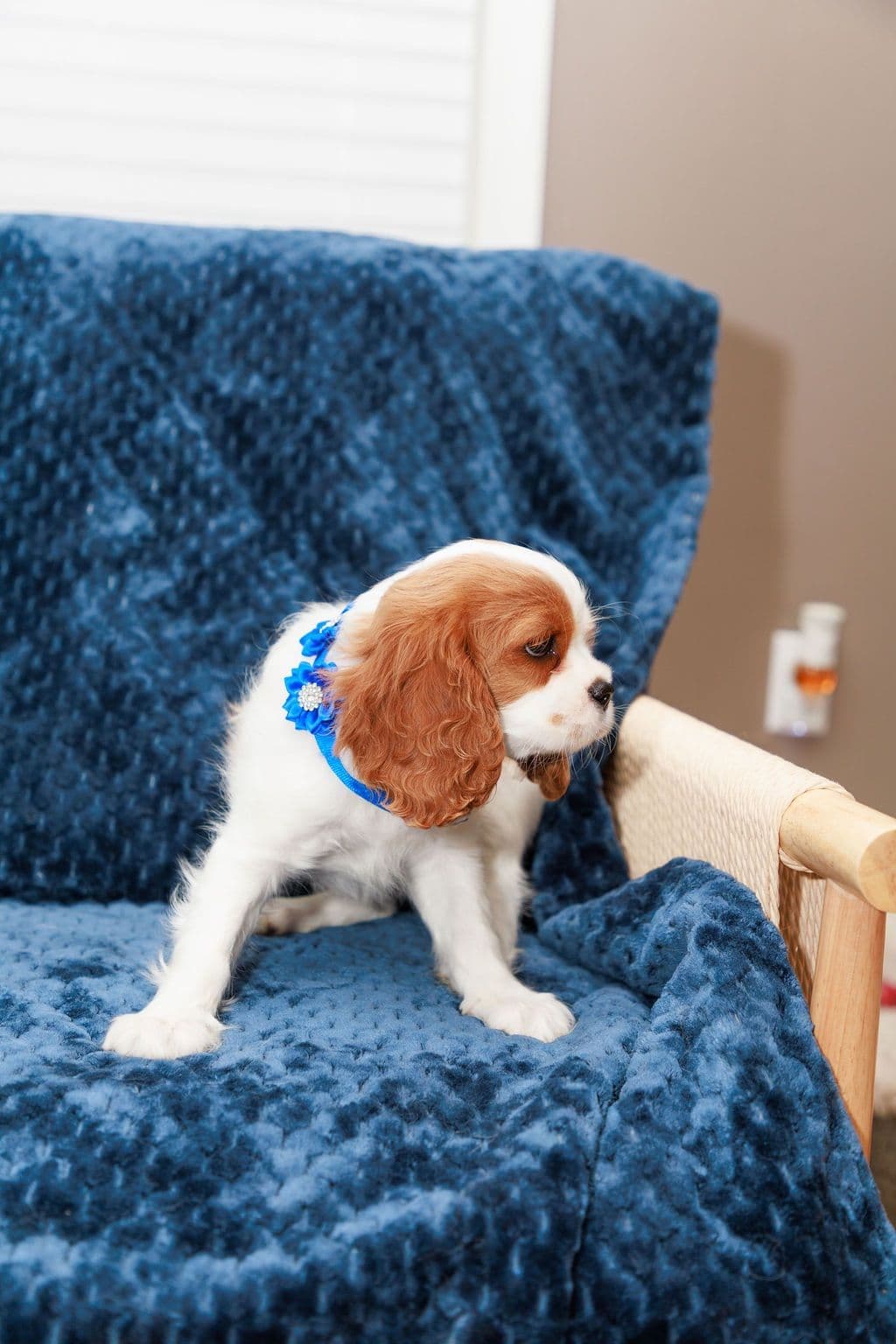 Cavalier King Charles Spaniel Puppies breeder image 9