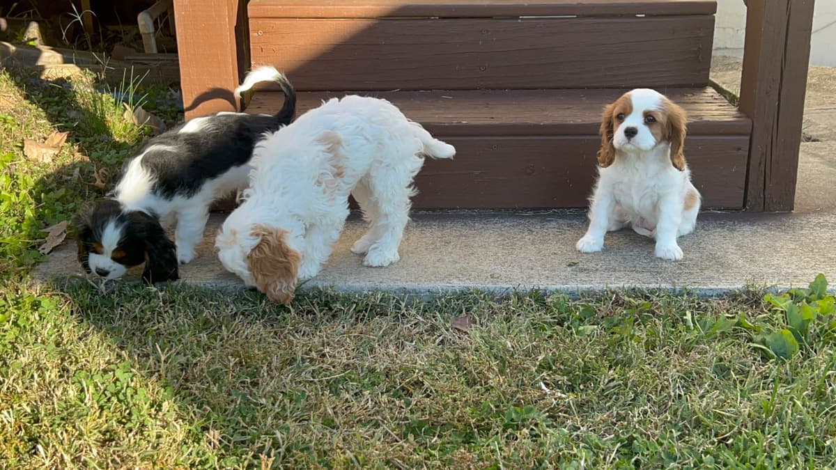 Cavalier King Charles Spaniel Puppies breeder image 10
