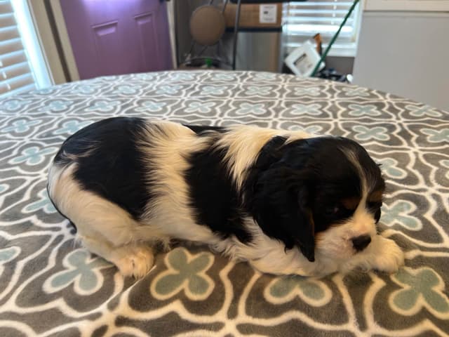 Cavalier King Charles Spaniel Puppies media 3