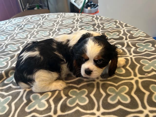 Cavalier King Charles Spaniel Puppies media 9