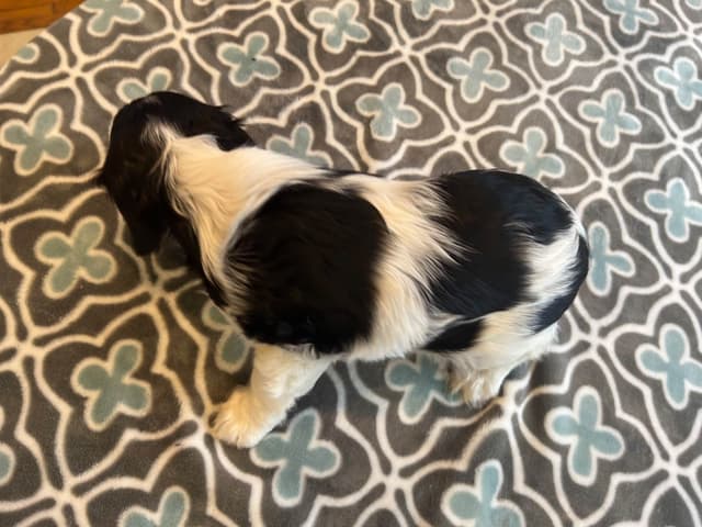 Cavalier King Charles Spaniel Puppies media 5