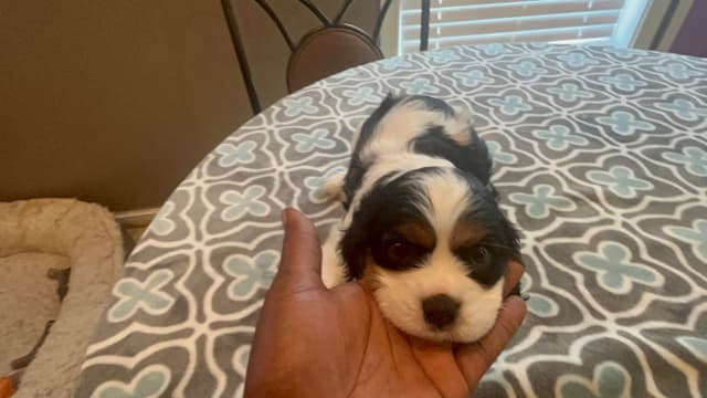 Cavalier King Charles Spaniel Puppies media 8