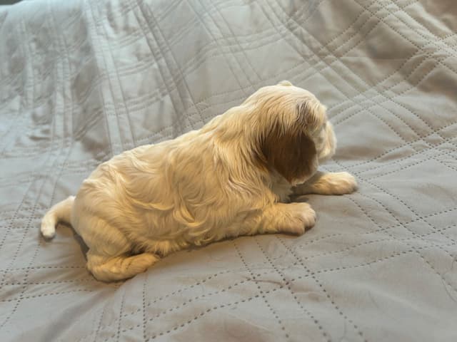Cavalier King Charles Spaniel Puppies media 12