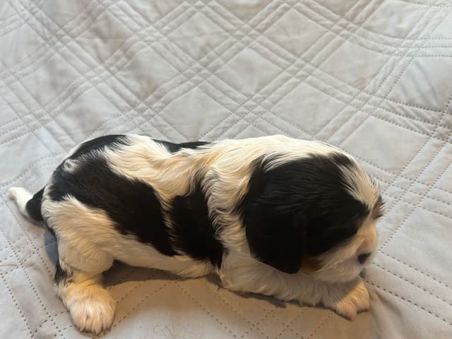 Cavalier King Charles Spaniel Puppies media 18
