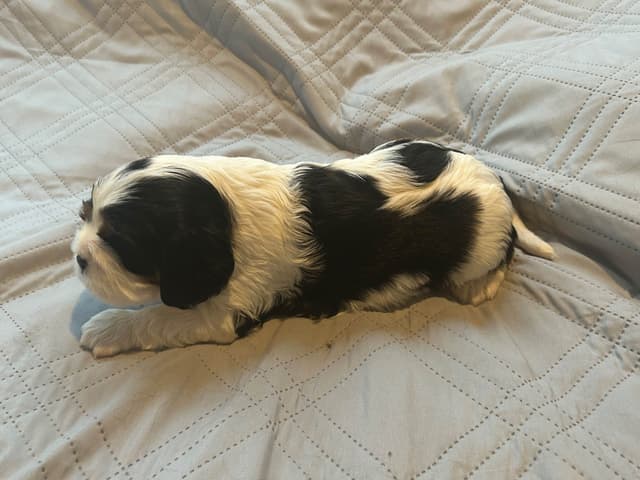 Cavalier King Charles Spaniel Puppies media 17