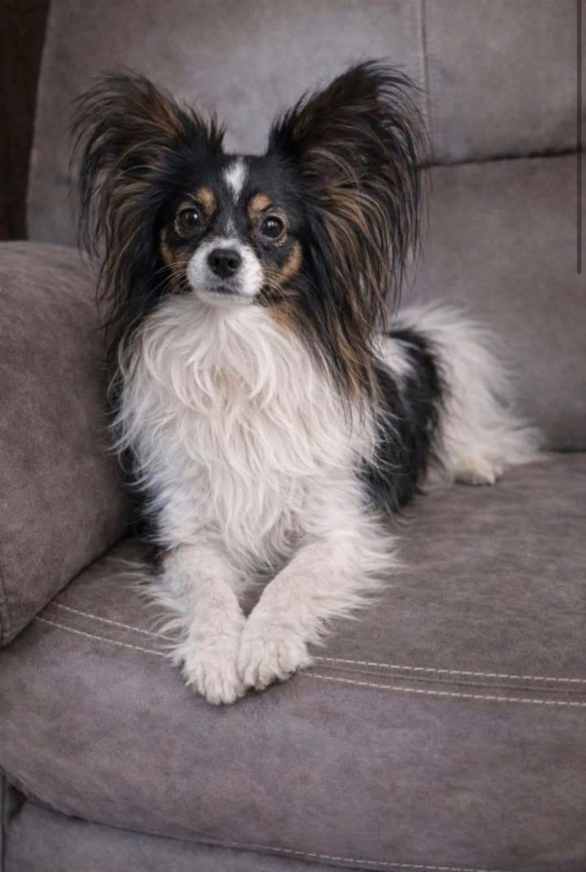 Papillon Puppies breeder image 1