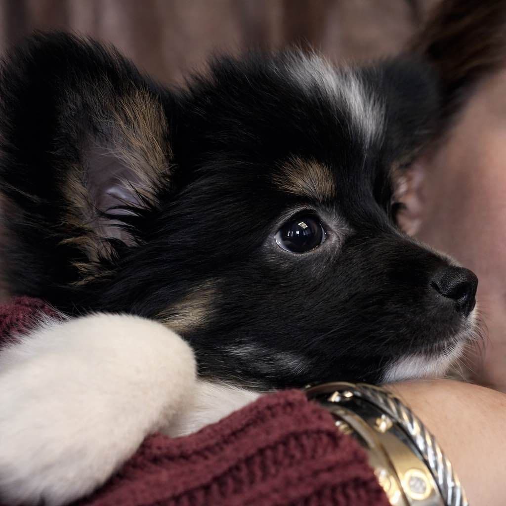 Papillon Puppies breeder image 2