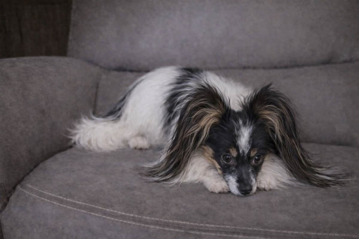 Papillon Puppies breeder image 4