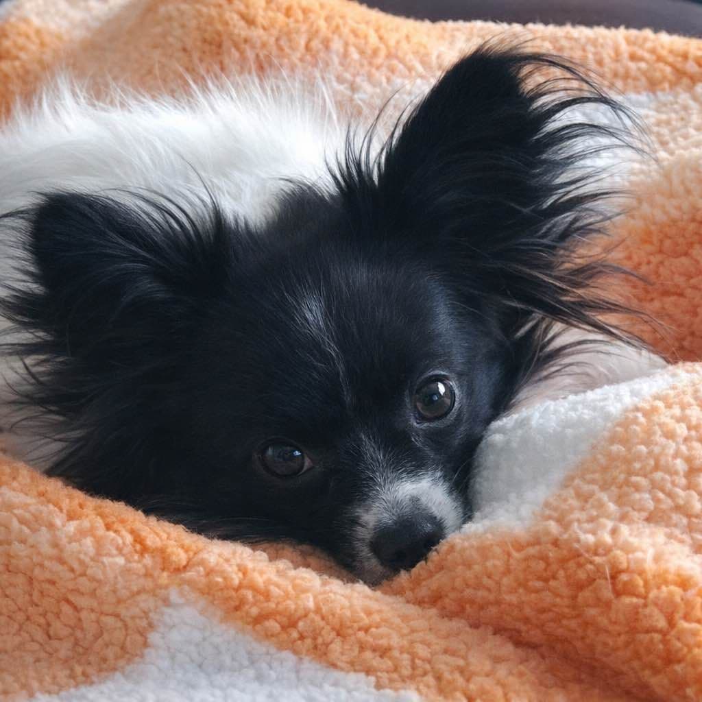 Papillon Puppies breeder image 3