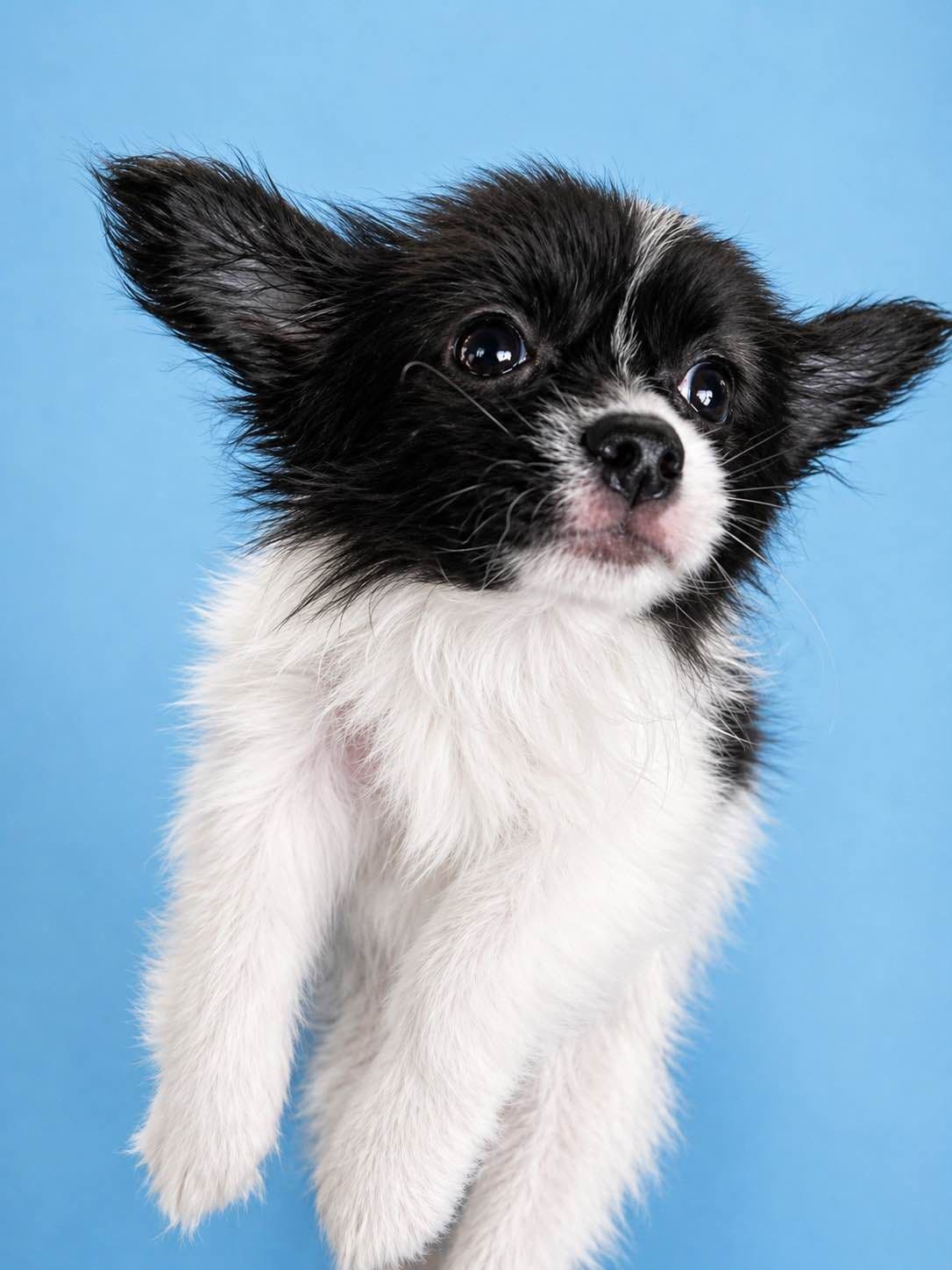 Papillon Puppies breeder image 7
