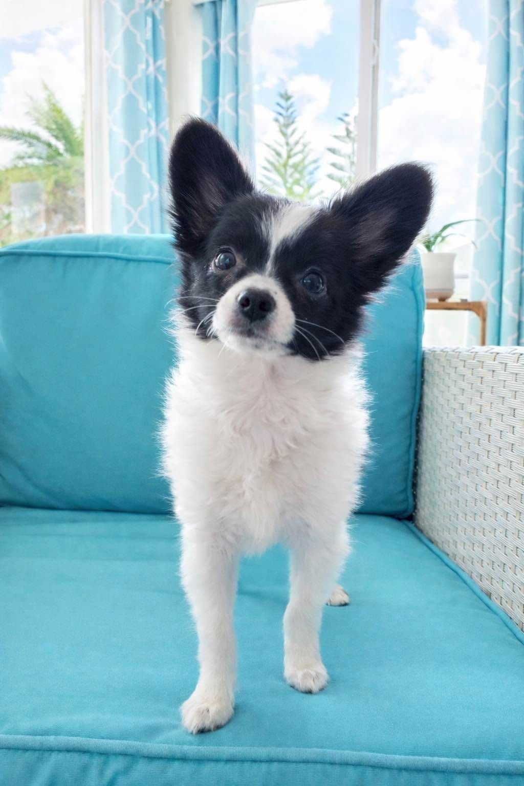 Papillon Puppies breeder image 8