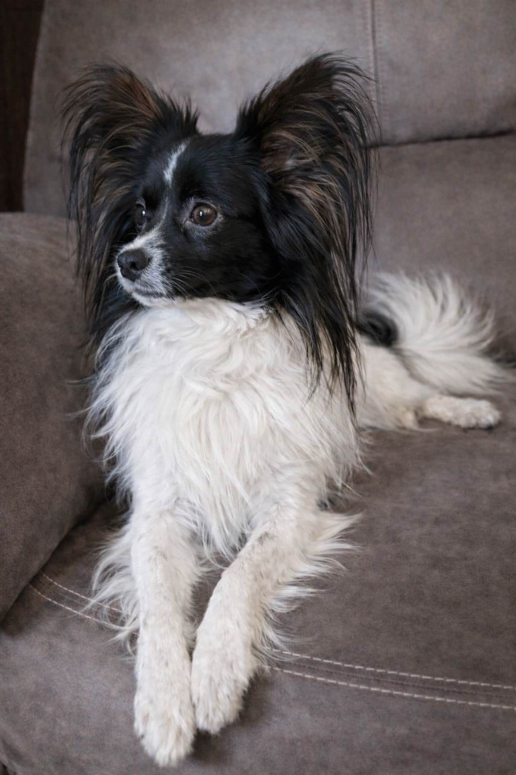 Papillon Puppies breeder image 9