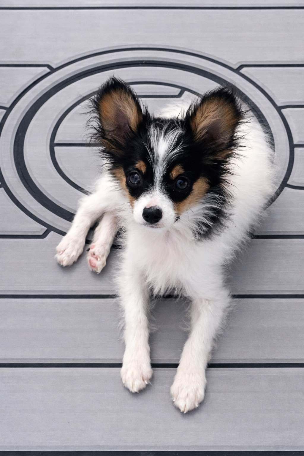 Papillon Puppies breeder image 10