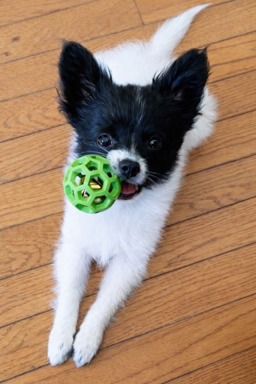 Papillon Puppies breeder image 11