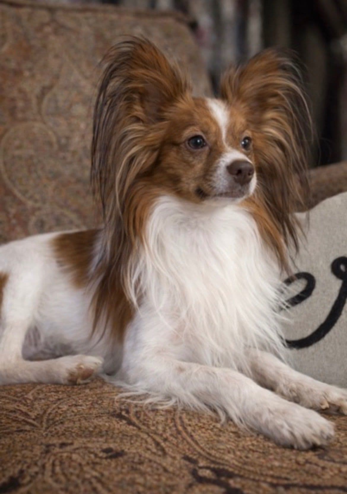 Papillon Puppies breeder image 12