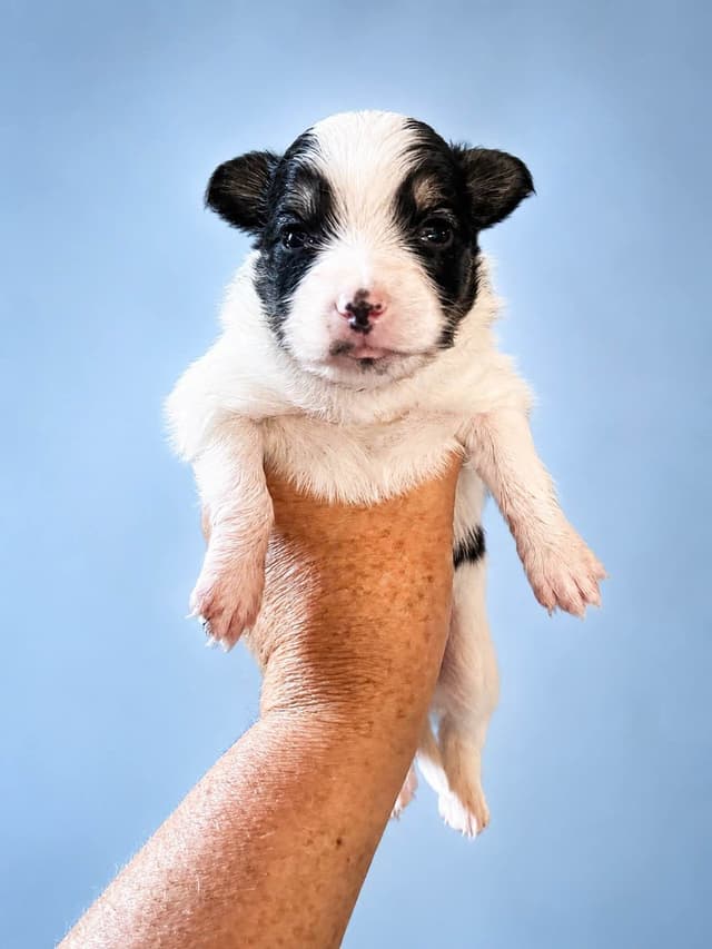 Papillon Puppies media 3