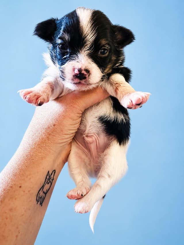 Papillon Puppies media 4