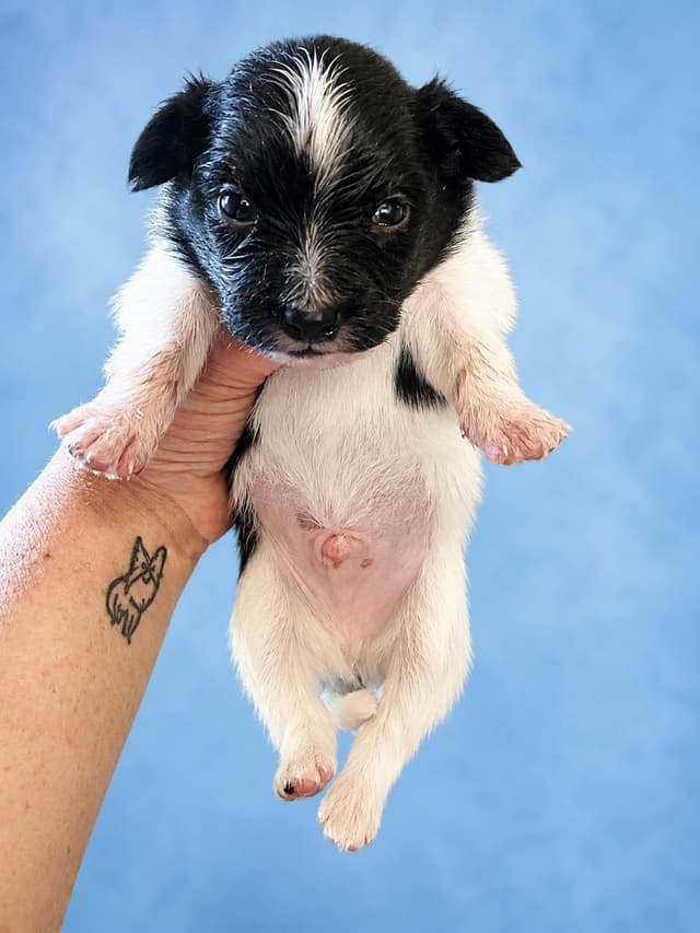 Papillon Puppies media 5