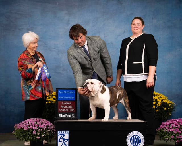 Bulldog Puppies media 3