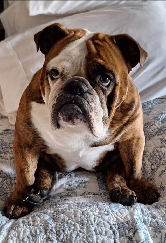 Bulldog Puppies media 2