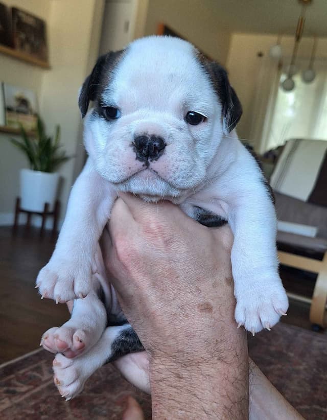 Bulldog Puppies media 4