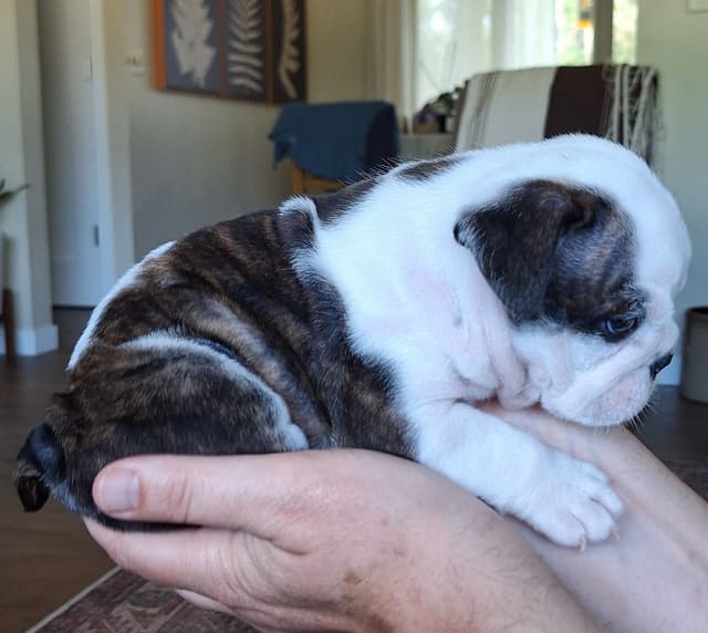 Bulldog Puppies media 5