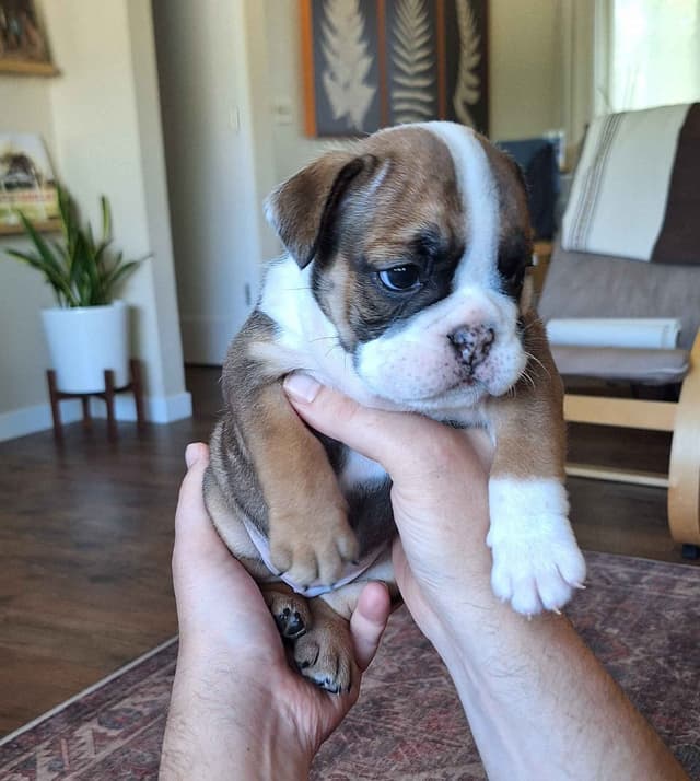 Bulldog Puppies media 6
