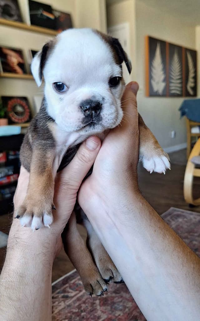 Bulldog Puppies media 8