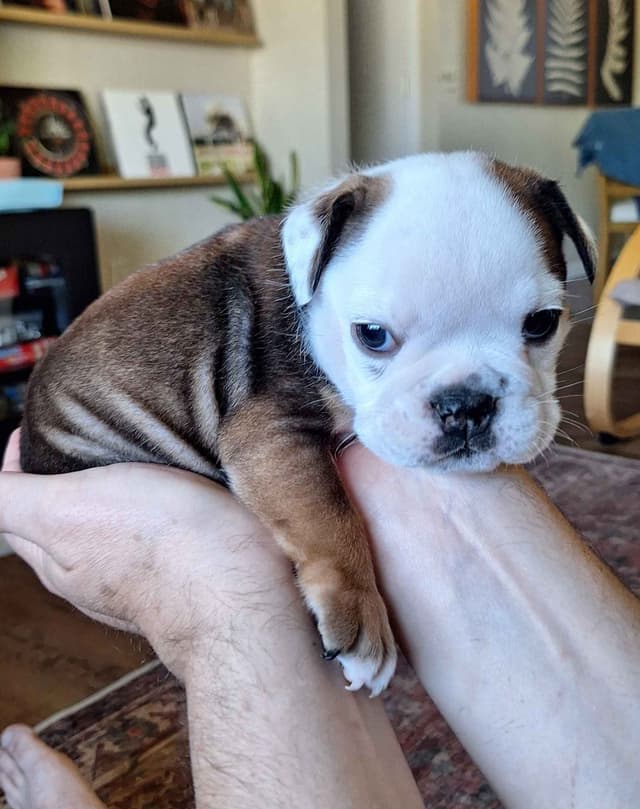 Bulldog Puppies media 9