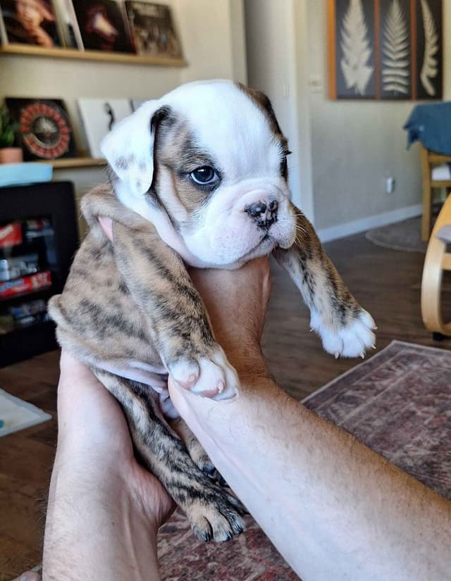 Bulldog Puppies media 10