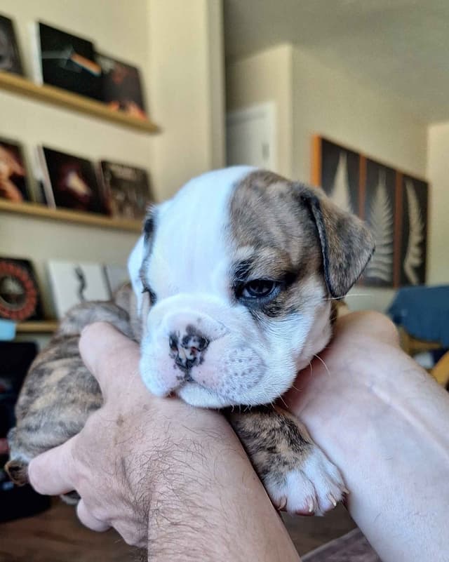 Bulldog Puppies media 11