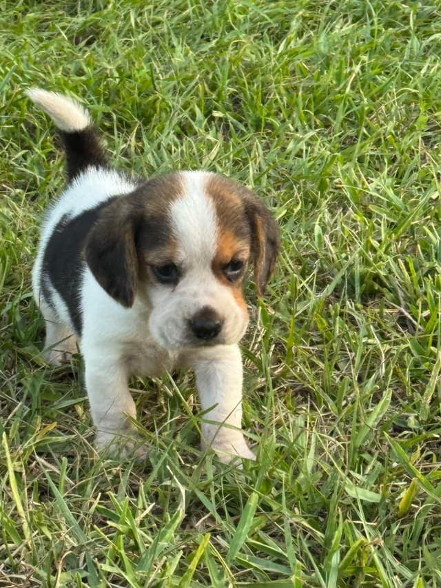 Beagle Puppies media 2