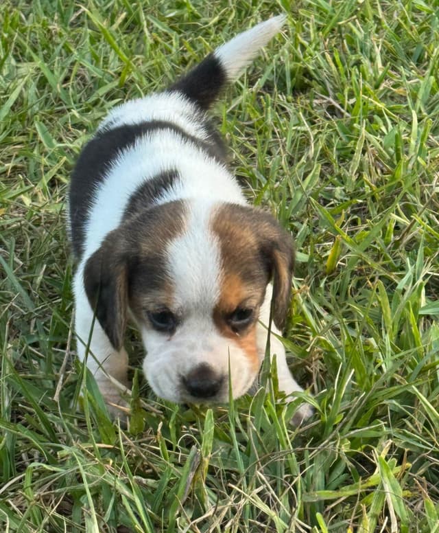 Beagle Puppies media 3