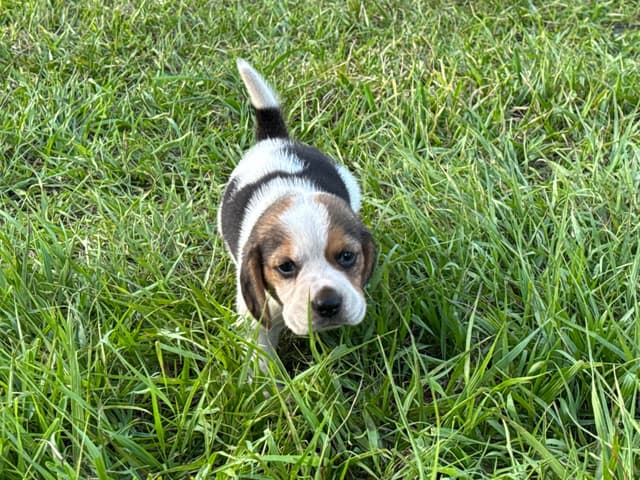 Beagle Puppies media 4
