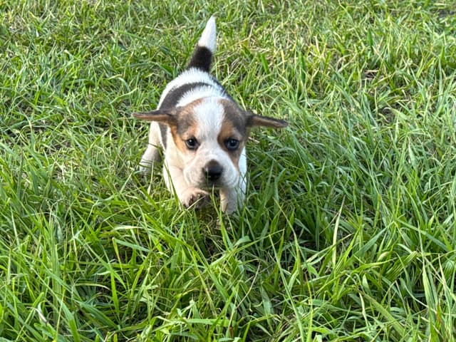 Beagle Puppies media 5