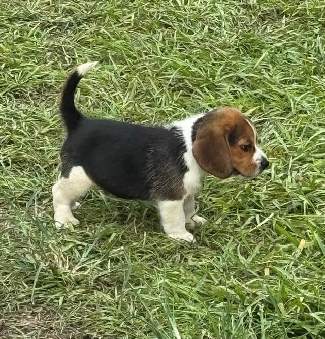 Beagle Puppies media 3