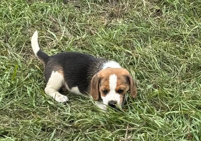 Beagle Puppies media 2
