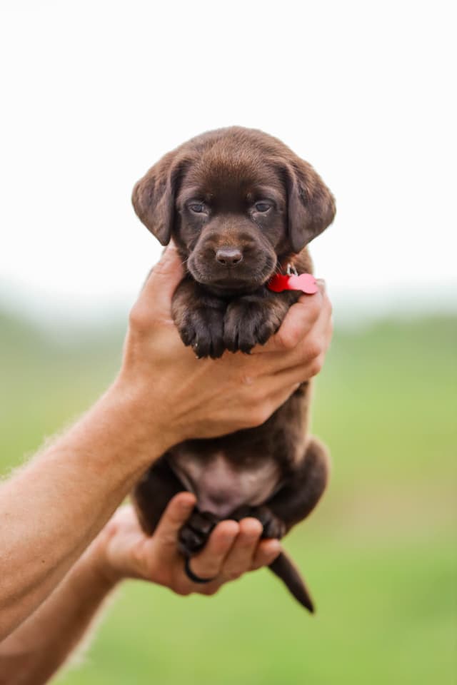 Labrador Retriever Puppies media 4
