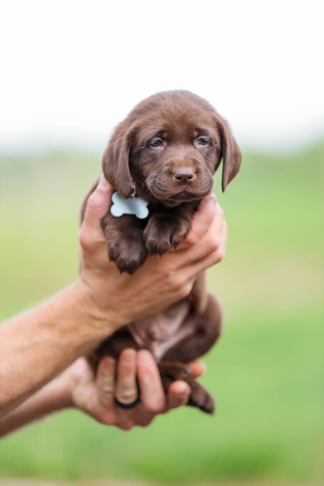 Labrador Retriever Puppies media 5