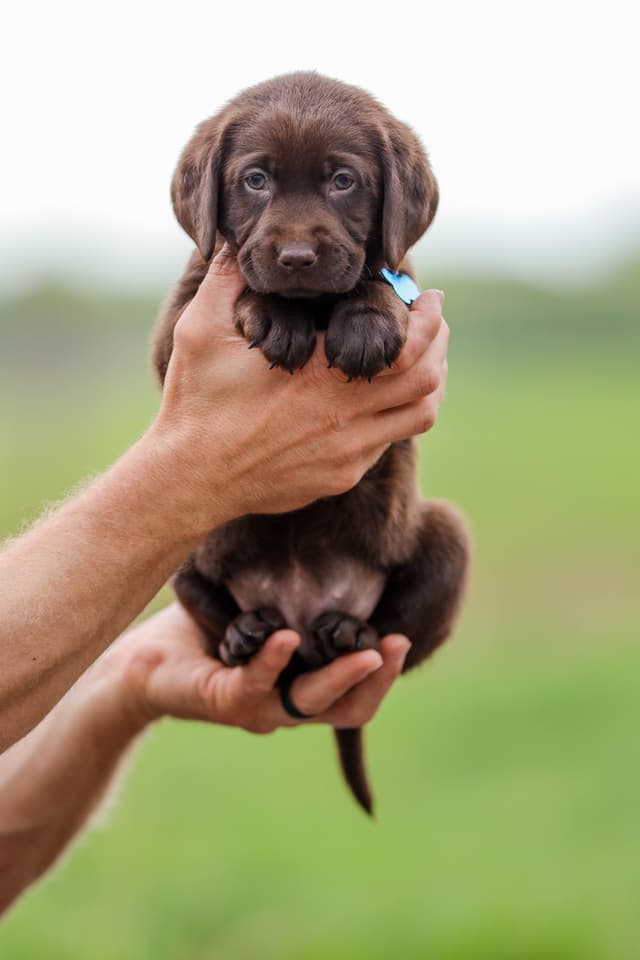 Labrador Retriever Puppies media 3