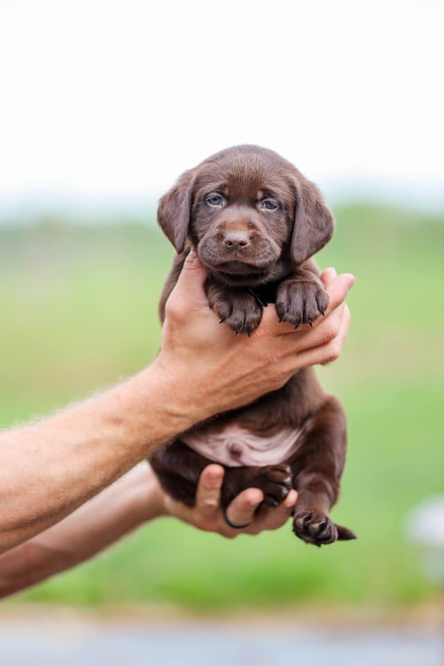 Labrador Retriever Puppies media 6