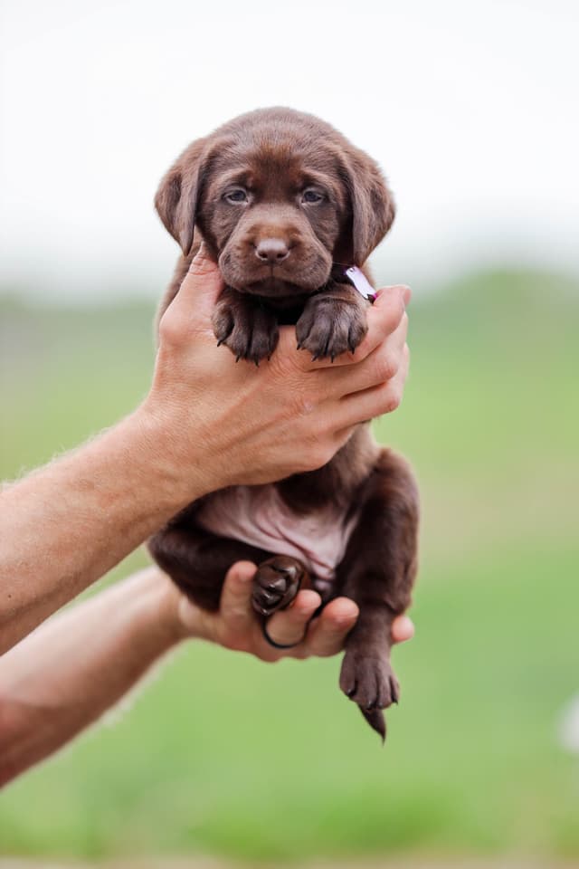 Labrador Retriever Puppies media 2