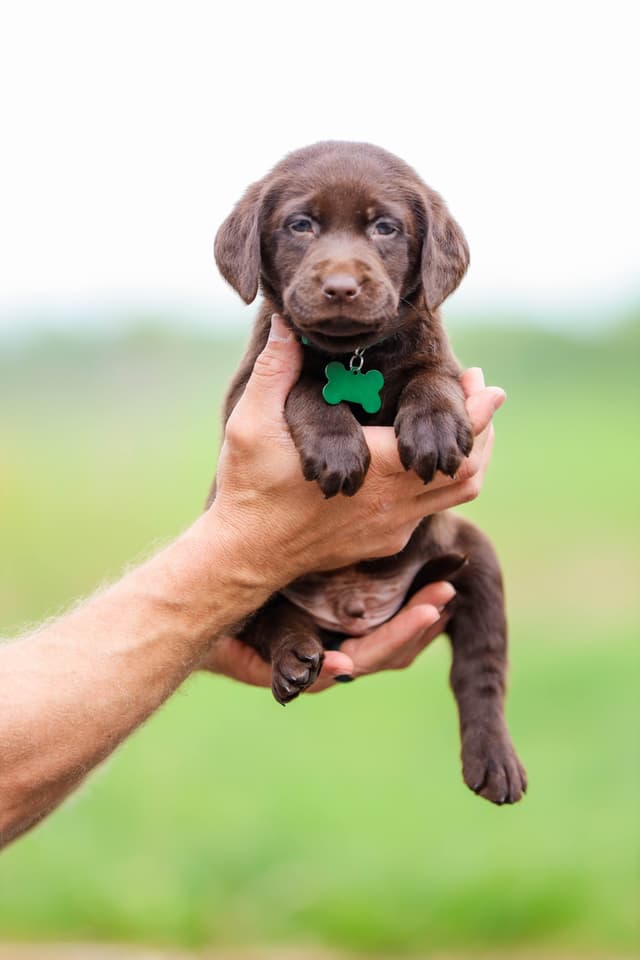 Labrador Retriever Puppies media 7