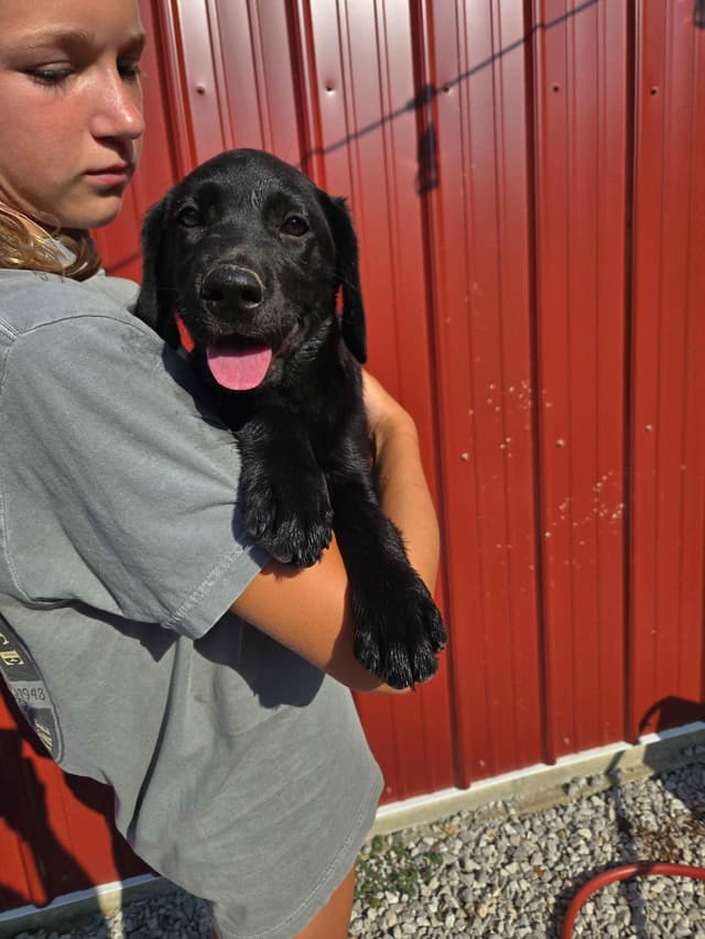 Labrador Retriever Puppies media 2