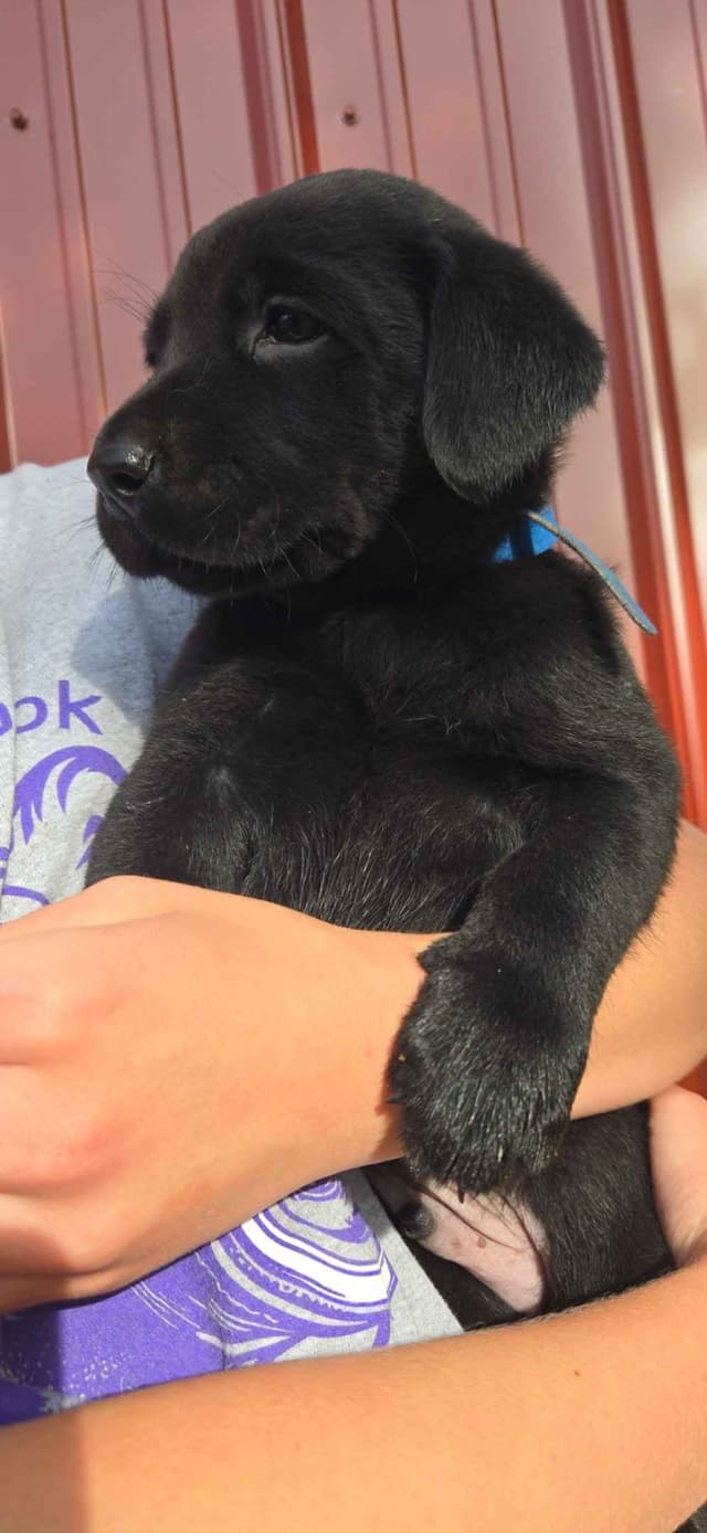 Labrador Retriever Puppies media 3